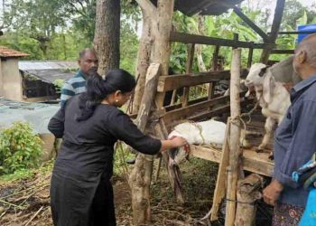 പുലി ആടിനെ ആക്രമിച്ചു കൊന്നു