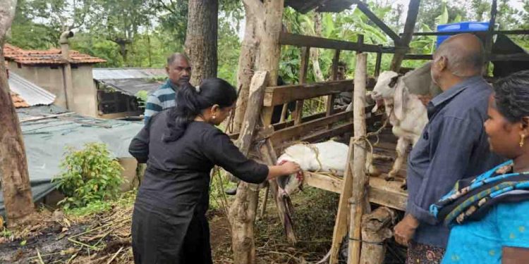 പുലി ആടിനെ ആക്രമിച്ചു കൊന്നു