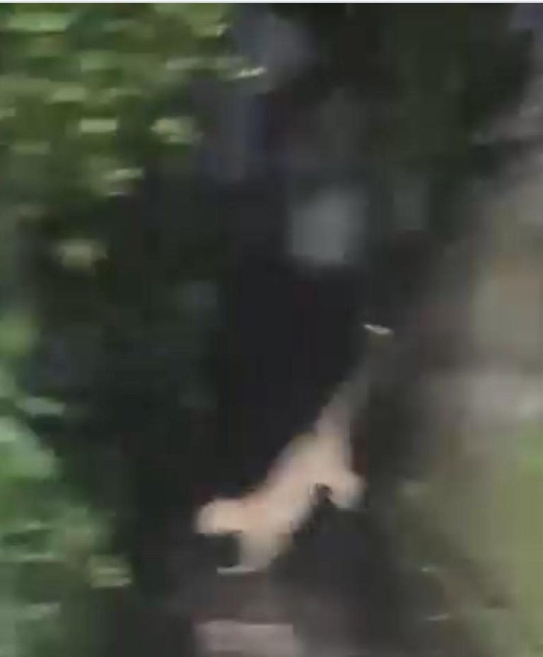 ബത്തേരിയിൽ വീണ്ടും പുലി