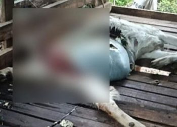 കബനിഗിരിയില്‍ വീണ്ടും പുലിയുടെ ആക്രമണം