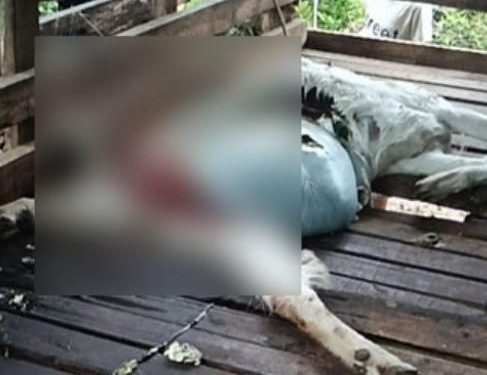 കബനിഗിരിയില്‍ വീണ്ടും പുലിയുടെ ആക്രമണം