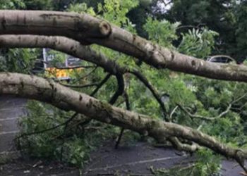 പൂമരത്തിന്റെ ശിഖരം പൊട്ടിവീണ് വിദ്യാർത്ഥിനിക്ക് പരിക്ക്