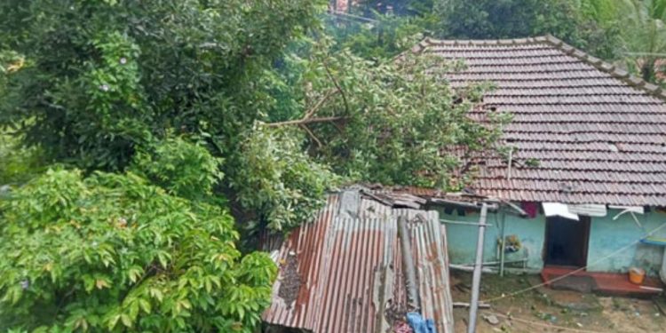 ശക്തമായ കാറ്റിലും മഴയിലും  വീടിന് മുകളില് മരം വീണു