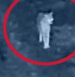 മരക്കടവിൽ വീണ്ടും പുലി