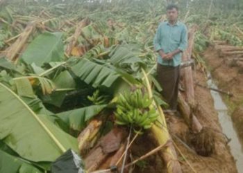 കാലവർഷം, കർഷകന്റെ 1800 വാഴകൾ നിലംപൊത്തി