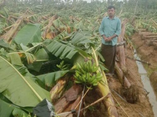 കാലവർഷം, കർഷകന്റെ 1800 വാഴകൾ നിലംപൊത്തി