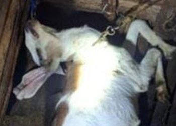 കബനിഗിരിയിൽ വീണ്ടും പുലിയുടെ ആക്രമണം; ആടിനെ കൊന്നു