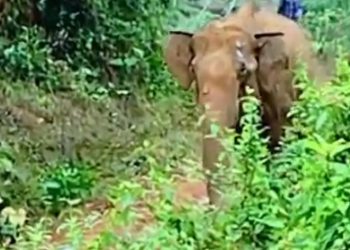 ജനവാസ മേഖലയിൽ കാട്ടാന ഇറങ്ങി