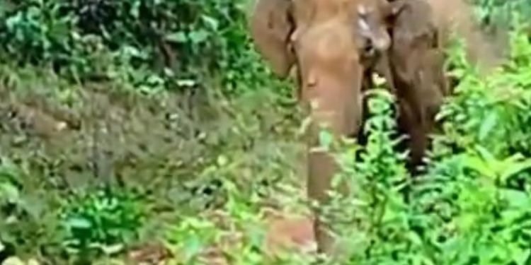 ജനവാസ മേഖലയിൽ കാട്ടാന ഇറങ്ങി