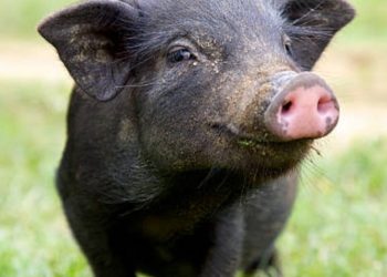 കാട്ടുപന്നിയുടെ ആക്രമണത്തിൽ വീട്ടമ്മയ്ക്ക് പരിക്ക്