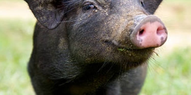 കാട്ടുപന്നിയുടെ ആക്രമണത്തിൽ വീട്ടമ്മയ്ക്ക് പരിക്ക്