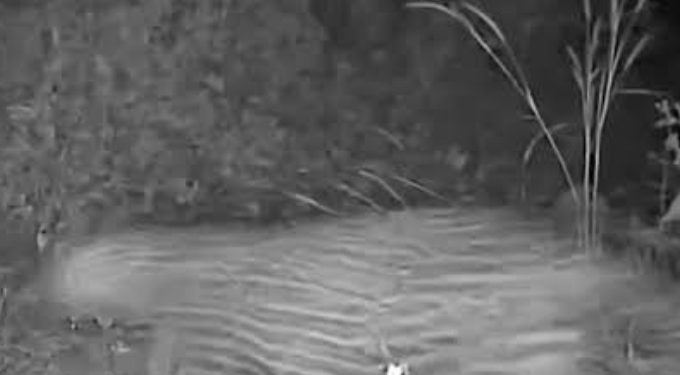 ബത്തേരിയിൽ വീണ്ടും പുലി ഇറങ്ങി