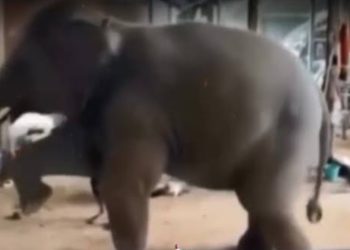 വിദ്യാർത്ഥികൾക്ക് നേരെ പാഞ്ഞടുത്ത് കാ‍ട്ടാന, രക്ഷപ്പെട്ടത് അത്ഭുതകരമായി