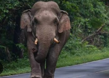 കാട്ടാന ആക്രമണം, ഷെഡ് തകർത്തു