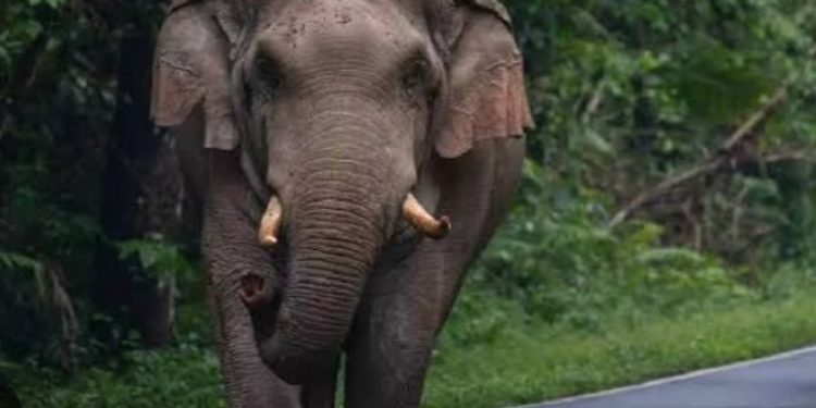 കാട്ടാന ആക്രമണം, ഷെഡ് തകർത്തു