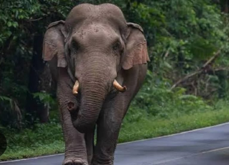 കാട്ടാന തുമ്പിക്കൈകൊണ്ട് തട്ടിയിട്ടു; ഗുരുതരമായി പരുക്കേറ്റ 75കാരൻ മരിച്ചു