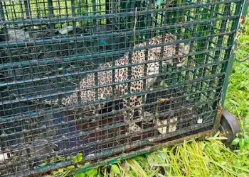 കടുവയ്ക്കായി സ്ഥാപിച്ച കൂട്ടിൽ പുലി, നരഭോജി കടുവ കാണാമറയത്ത്