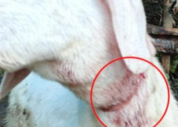 ആടുകളെ പുലി ആക്രമിച്ചു