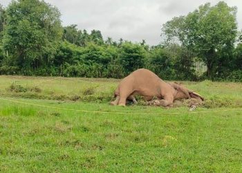 കാട്ടാനയെ ചരിഞ്ഞ നിലയിൽ കണ്ടെത്തി