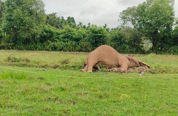 കാട്ടാനയെ ചരിഞ്ഞ നിലയിൽ കണ്ടെത്തി