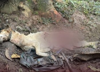 ചീരാലിൽ വീണ്ടും പുലി;വളർത്തുമൃഗങ്ങളെ കൊന്നു