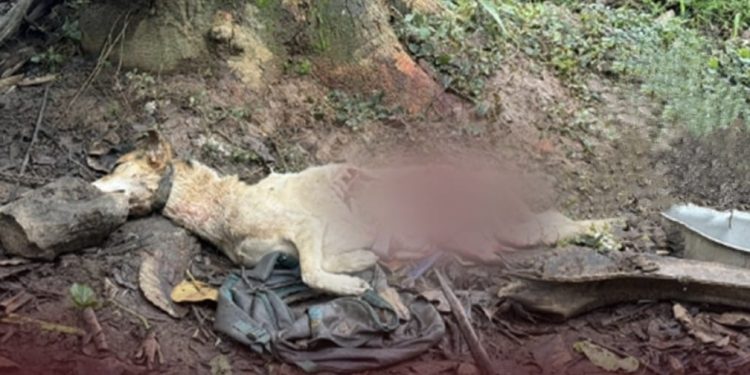 ചീരാലിൽ വീണ്ടും പുലി;വളർത്തുമൃഗങ്ങളെ കൊന്നു