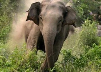 കാട്ടാന ആക്രമണത്തിൽ  വ്യാപാരികൾ കടയടച്ച് പ്രതിഷേധിച്ചു