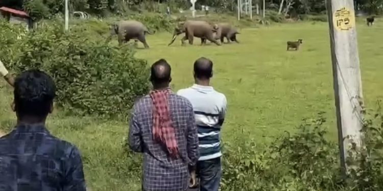 ജനവാസ കേന്ദ്രത്തിൽ കാട്ടാനകൾ ഇറങ്ങി