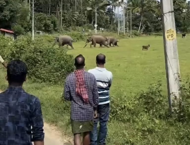 ജനവാസ കേന്ദ്രത്തിൽ കാട്ടാനകൾ ഇറങ്ങി