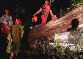 കണ്ണൂര്‍ മാനന്തവാടി പാതയില്‍ മരം വീണു