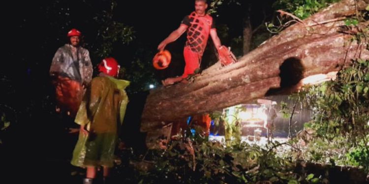 കണ്ണൂര് മാനന്തവാടി പാതയില് മരം വീണു