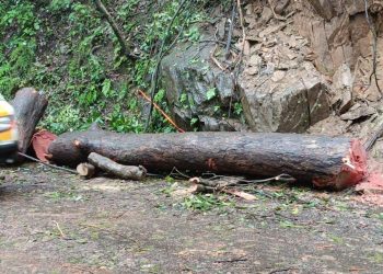 മരം മുറിച്ചു മാറ്റി ഗതാഗതം പുനസ്ഥാപിച്ചു