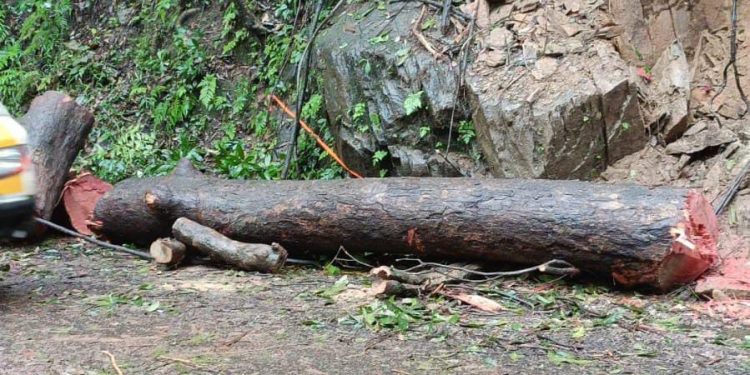 മരം മുറിച്ചു മാറ്റി ഗതാഗതം പുനസ്ഥാപിച്ചു