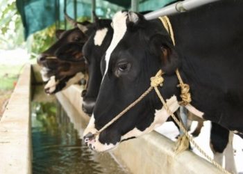 വൈദ്യുതി കമ്പി പൊട്ടിവീണു; ഷോക്കേറ്റ് അഞ്ച് പശുക്കൾ ചത്തു