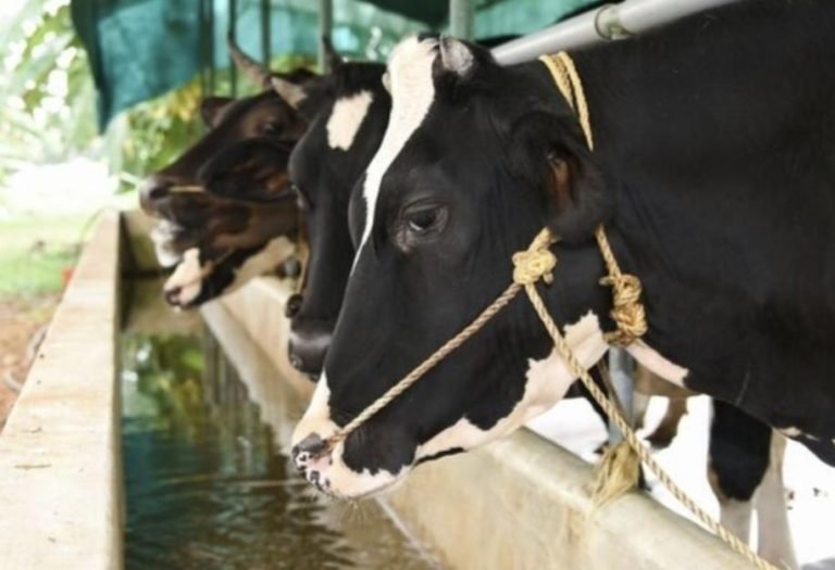 വൈദ്യുതി കമ്പി പൊട്ടിവീണു; ഷോക്കേറ്റ് അഞ്ച് പശുക്കൾ ചത്തു