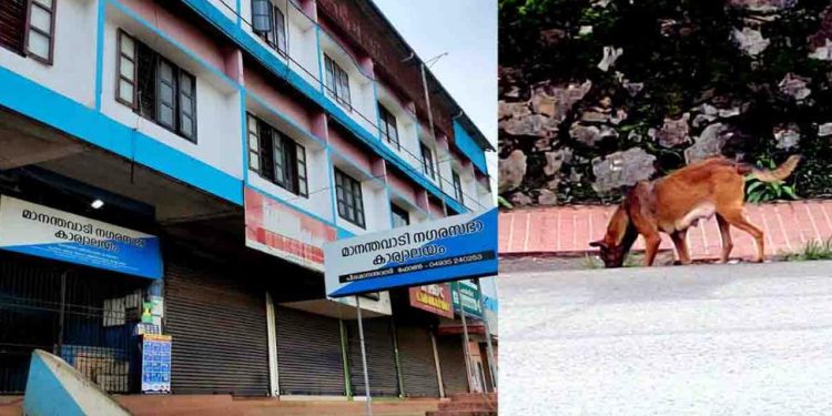 തെരുവുനായ ശല്യം;കമ്മിറ്റി രൂപീകരിച്ചു