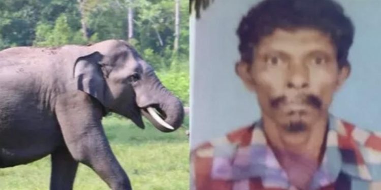 നിലമ്പൂരിൽ കാട്ടാനയുടെ ആക്രമണത്തിൽ യുവാവ് കൊല്ലപ്പെട്ടു