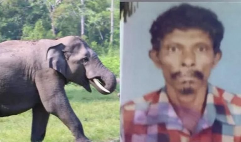 നിലമ്പൂരിൽ കാട്ടാനയുടെ ആക്രമണത്തിൽ യുവാവ് കൊല്ലപ്പെട്ടു