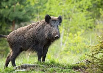 കാട്ടുപന്നിയുടെ ആക്രമണത്തിൽ രണ്ടുപേർക്ക് പരിക്ക്