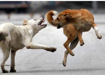 തെരുവ് നായശല്യം അധികാരികൾ നടപടി സ്വീകരിക്കണമെന്ന് ബി.ജെ.പി