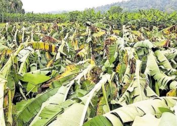 മഴക്കെടുതി: വിളനാശത്തിന് കർഷകർക്ക് നഷ്ടപരിഹാരം അനുവദിക്കണം – സ്വതന്ത്ര കർഷക സംഘം