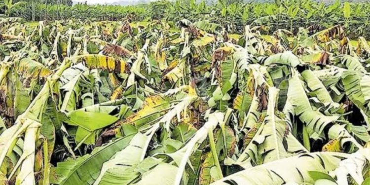 മഴക്കെടുതി: വിളനാശത്തിന് കർഷകർക്ക് നഷ്ടപരിഹാരം അനുവദിക്കണം – സ്വതന്ത്ര കർഷക സംഘം