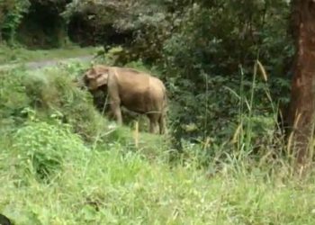 മുട്ടികൊമ്പന്റെ ശല്യത്താല്‍ പൊറുതിമുട്ടി വള്ളുവാടി