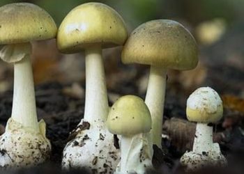 വിഷക്കൂൺ പാചകം ചെയ്തു‌ കഴിച്ചു; കുട്ടികൾ അടക്കം ആറ് പേർ ആശുപത്രിയിൽ