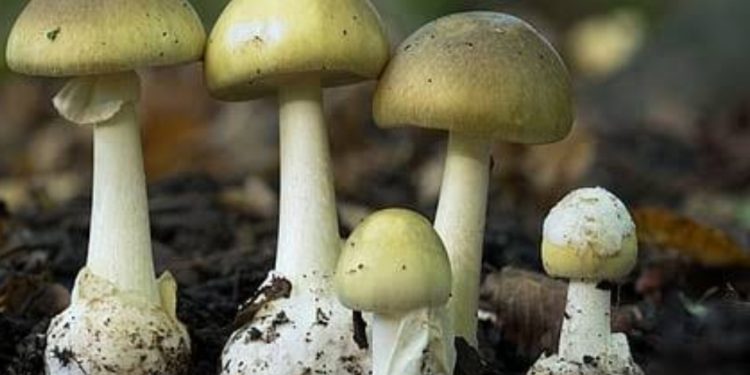 വിഷക്കൂൺ പാചകം ചെയ്തു കഴിച്ചു; കുട്ടികൾ അടക്കം ആറ് പേർ ആശുപത്രിയിൽ