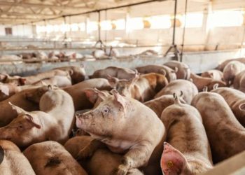 പന്നിഫാമിന്റെ പ്രവര്‍ത്തനം പരിസരവാസികള്‍ക്ക് ബുദ്ധിമുട്ട് സൃഷ്ടിക്കുന്നതായി പരാതി