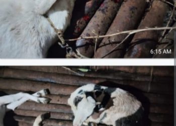 നമ്പ്യാർകുന്നിൽ വീണ്ടും പുലിയുടെ ആക്രമണം; രണ്ട് ആടുകളെ കൊന്നു