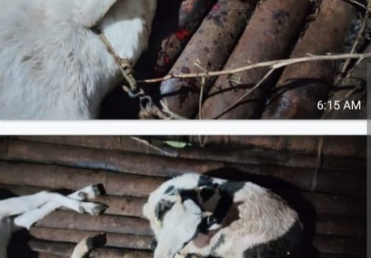 നമ്പ്യാർകുന്നിൽ വീണ്ടും പുലിയുടെ ആക്രമണം; രണ്ട് ആടുകളെ കൊന്നു