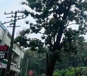 അപകടഭീഷണിയായി നില്‍ക്കുന്ന മരം മുറിച്ചുമാറ്റാന്‍ നടപടിയില്ല