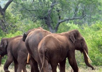 ഓട്ടോയ്ക്ക് നേരെ പാഞ്ഞെടുത്ത് കാട്ടാനക്കൂട്ടം